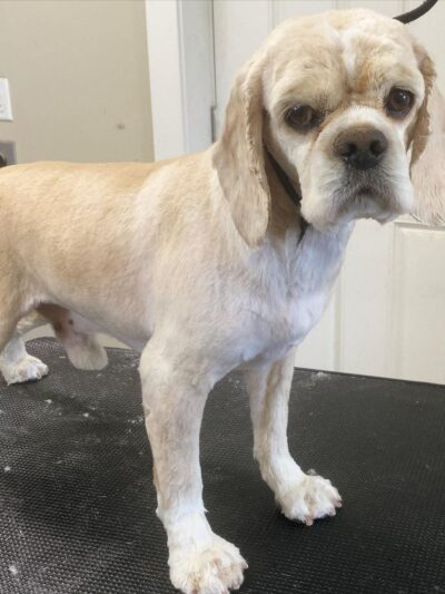 Bark Avenue Dog Grooming and Boarding - Ephraim, UT