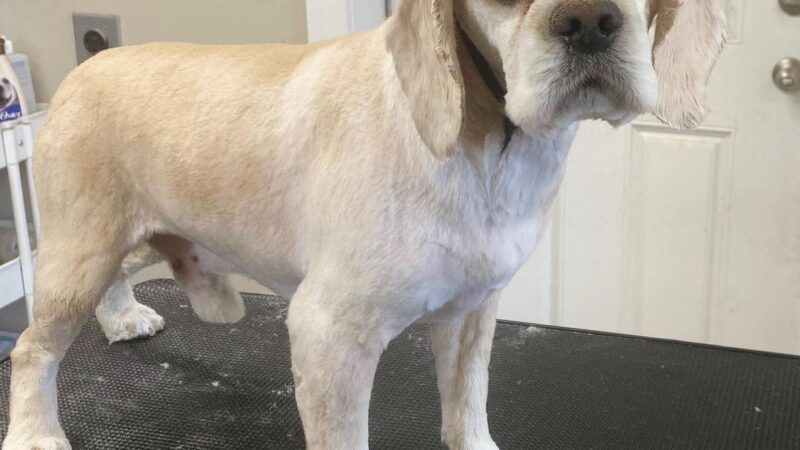 Bark Avenue Dog Grooming and Boarding - Ephraim, UT