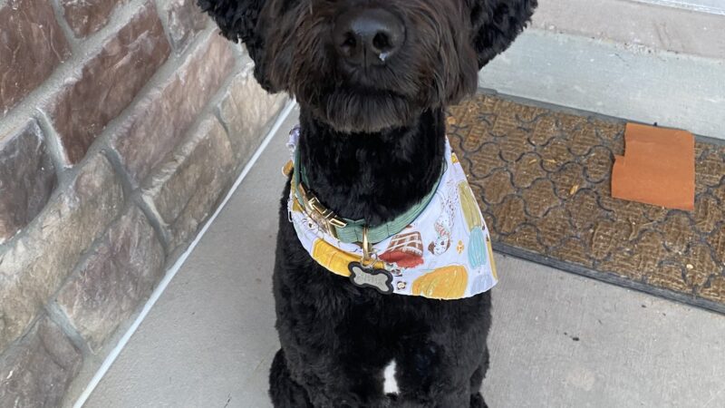 Bark Avenue Dog Grooming and Boarding - Ephraim, UT