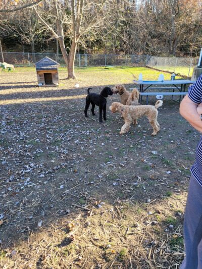 Erie Humane Society Dog Park - Erie, PA