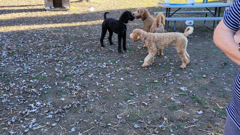 Erie Humane Society Dog Park - Erie, PA
