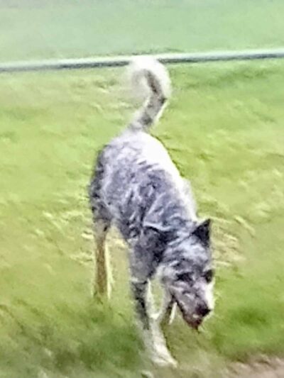 Erie Humane Society Dog Park - Erie, PA