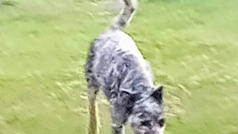 Erie Humane Society Dog Park - Erie, PA