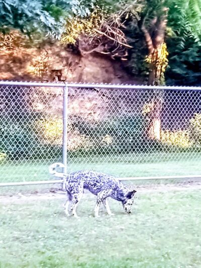 Erie Humane Society Dog Park - Erie, PA