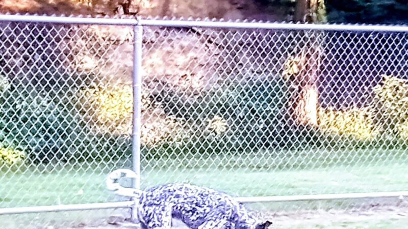 Erie Humane Society Dog Park - Erie, PA