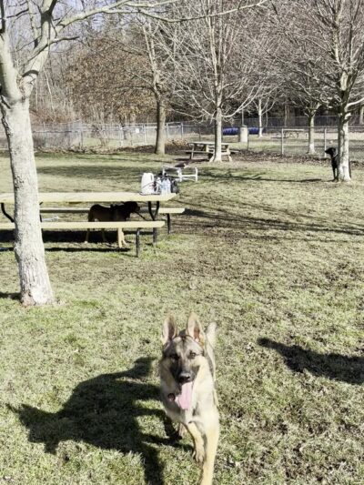 Erie Humane Society Dog Park - Erie, PA