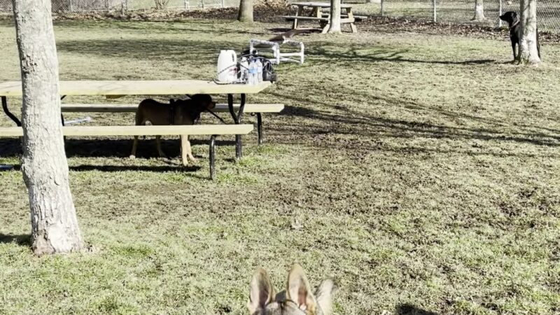 Erie Humane Society Dog Park - Erie, PA