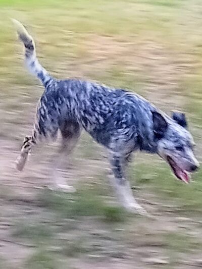 Erie Humane Society Dog Park - Erie, PA