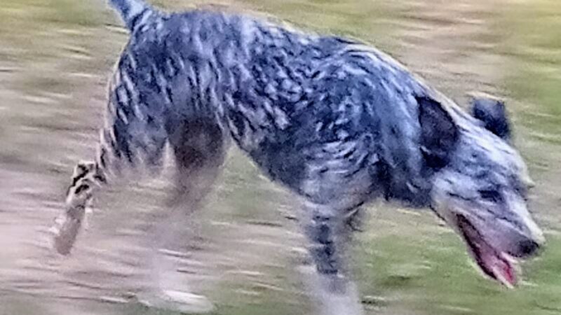 Erie Humane Society Dog Park - Erie, PA