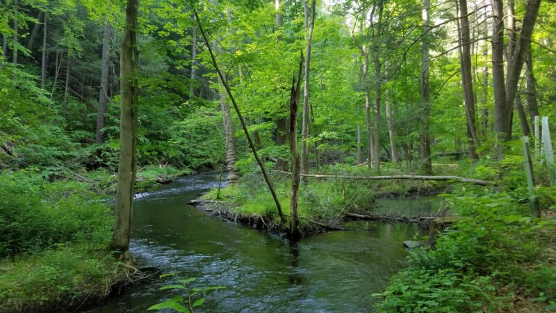 Black Creek Preserve - Esopus, NY