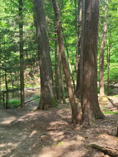 Black Creek Preserve - Esopus, NY