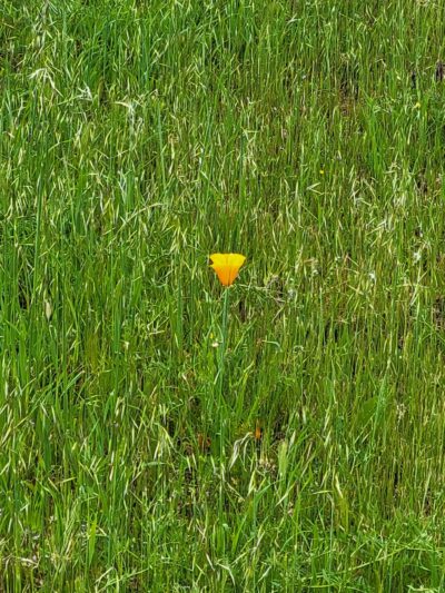 Capay Open Space Park - Esparto, CA