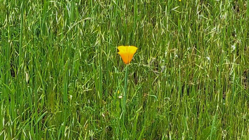 Capay Open Space Park - Esparto, CA