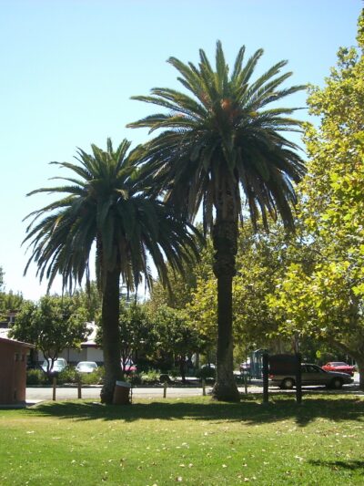 Esparto Community Park - Esparto, CA