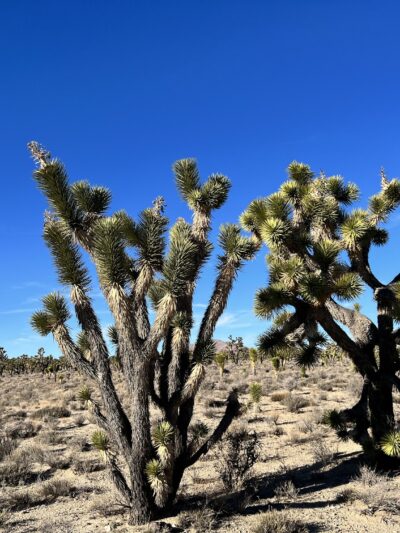 Mojave National Preserve - Essex, CA