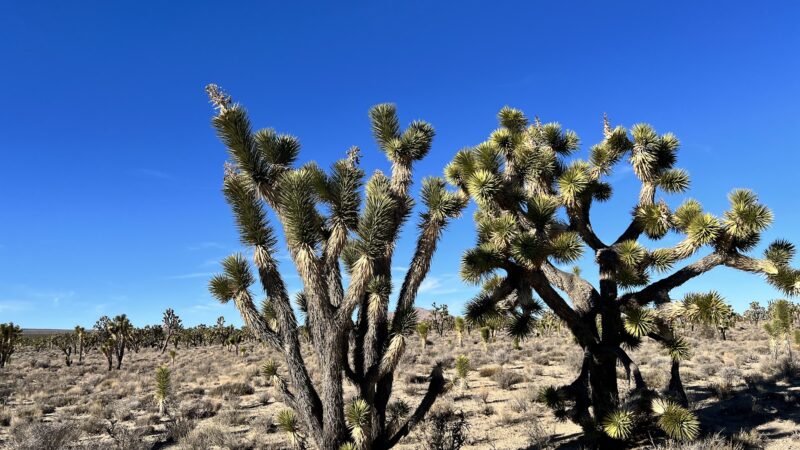 Mojave National Preserve - Essex, CA