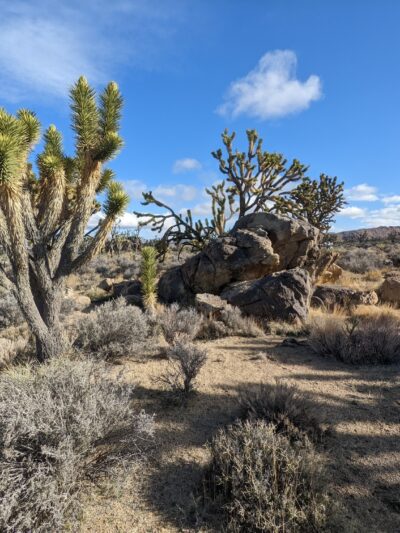 Mojave National Preserve - Essex, CA