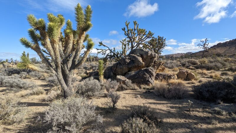 Mojave National Preserve - Essex, CA