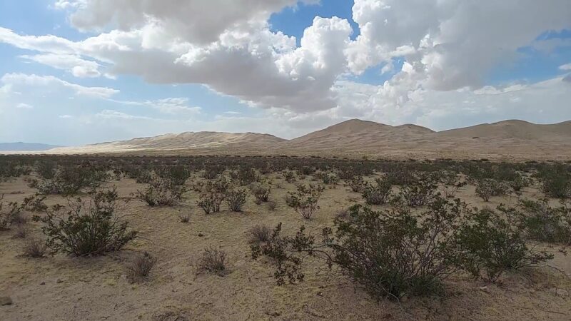 Mojave National Preserve - Essex, CA