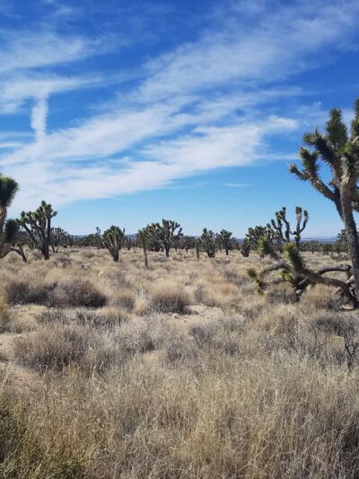 Mojave National Preserve - Essex, CA