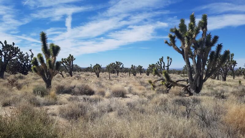 Mojave National Preserve - Essex, CA