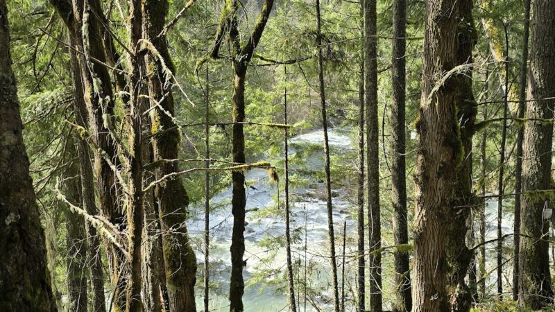 Old Clackamas Highway Trail - Estacada, OR