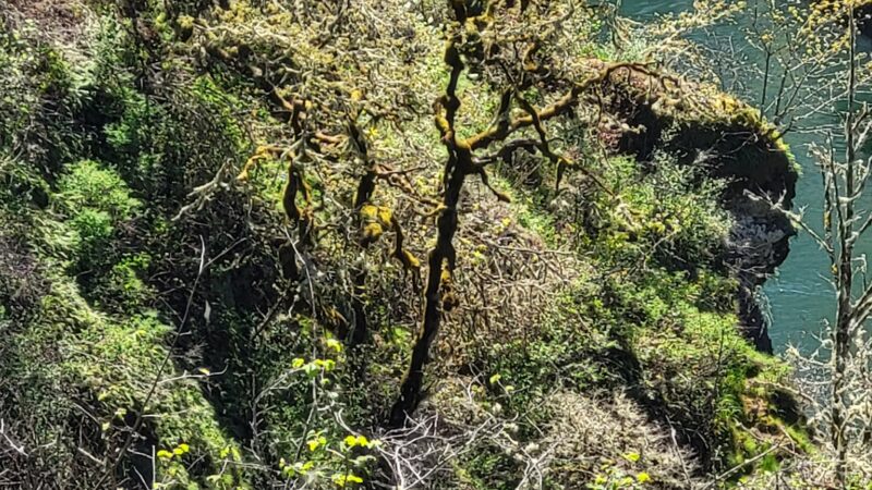 Old Clackamas Highway Trail - Estacada, OR