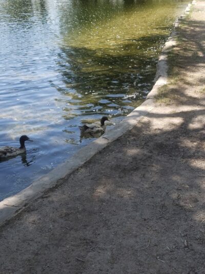 Estancia Park Lake - Estancia, NM