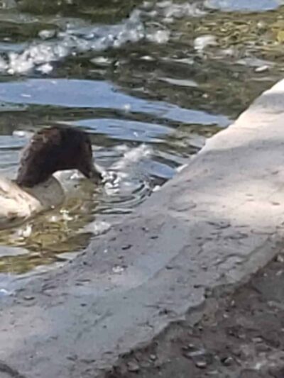 Estancia Park Lake - Estancia, NM