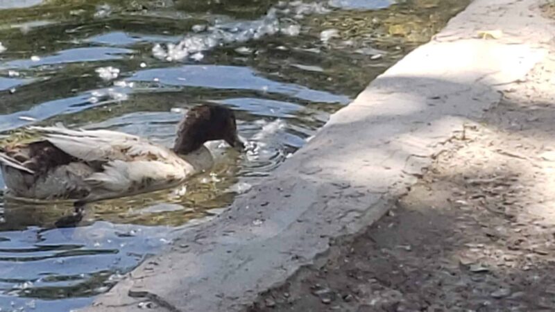Estancia Park Lake - Estancia, NM