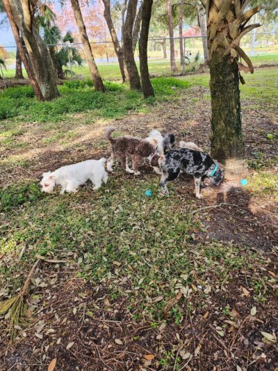 Freedom Paws - Estero, FL