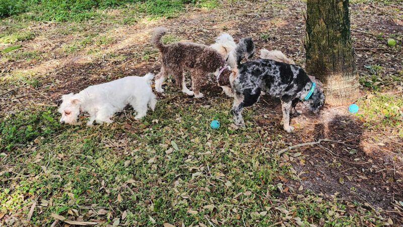 Freedom Paws - Estero, FL
