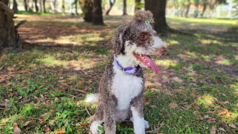 Freedom Paws - Estero, FL