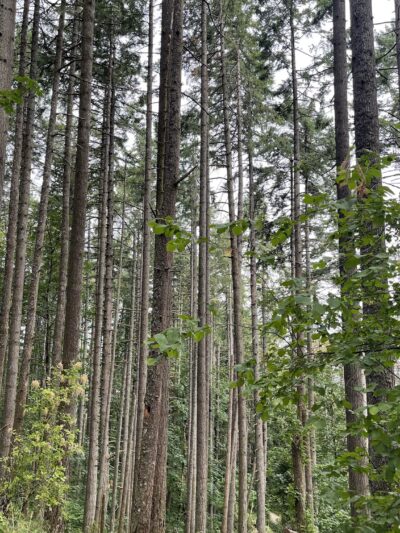 Dillard West Trailhead - Eugene, OR