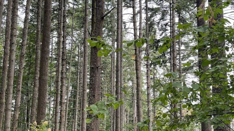 Dillard West Trailhead - Eugene, OR