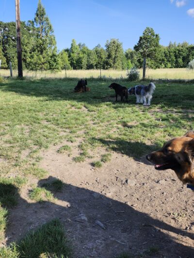 Alton Baker Dog Park - Eugene, OR