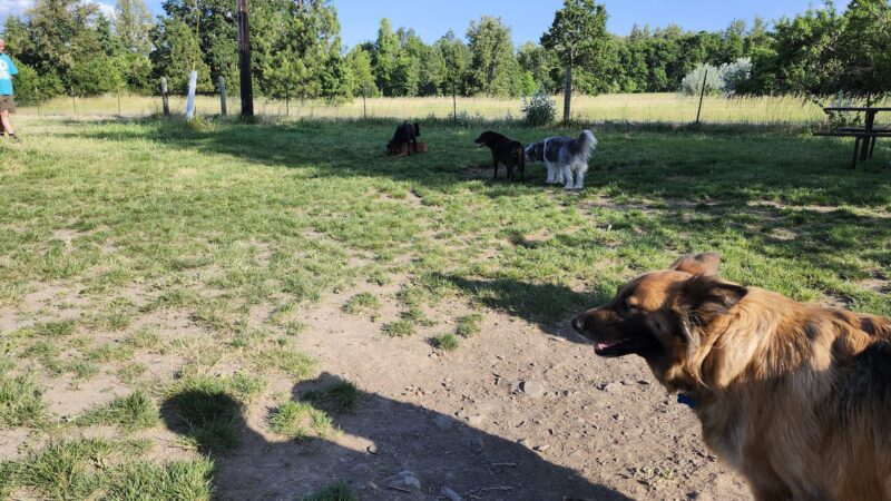 Alton Baker Dog Park - Eugene, OR