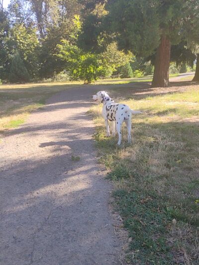 Alton Baker Dog Park - Eugene, OR