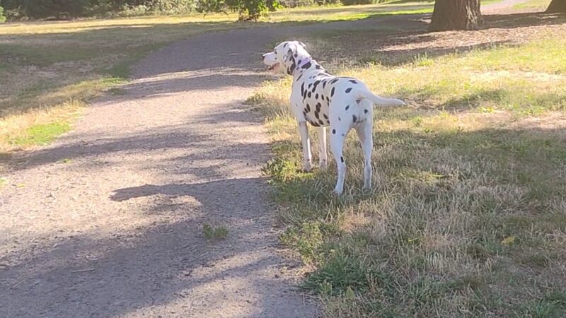 Alton Baker Dog Park - Eugene, OR