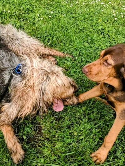 Alton Baker Dog Park - Eugene, OR