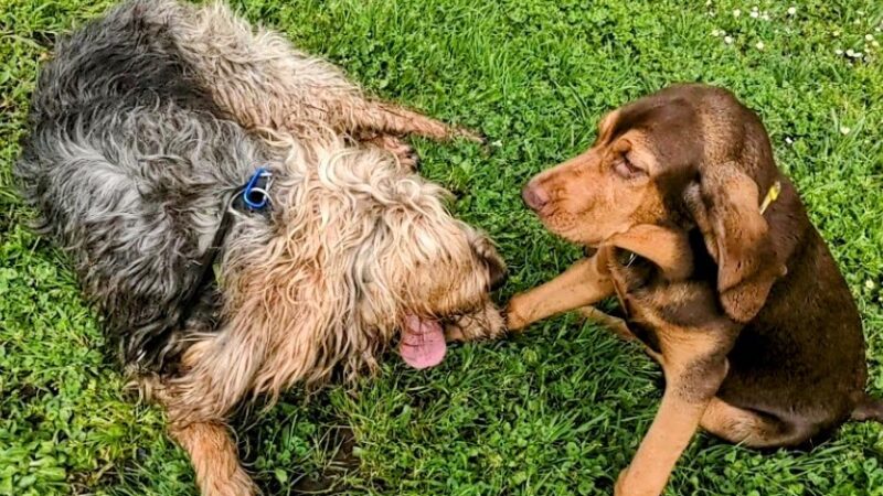 Alton Baker Dog Park - Eugene, OR