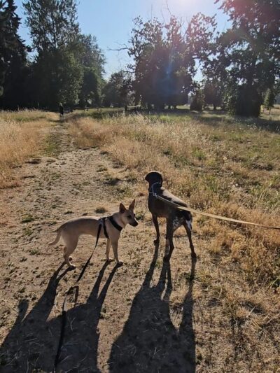 Alton Baker Dog Park - Eugene, OR