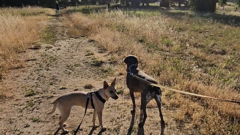 Alton Baker Dog Park - Eugene, OR