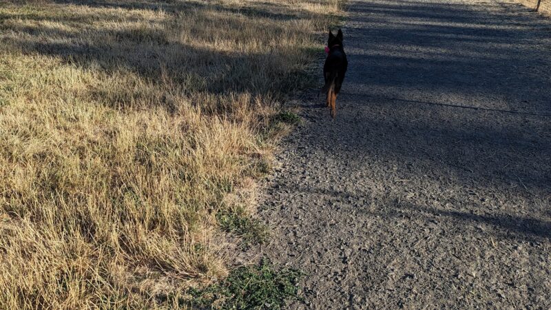 Amazon Dog Park - Eugene, OR