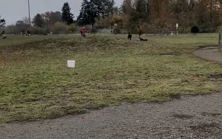 Amazon Dog Park - Eugene, OR