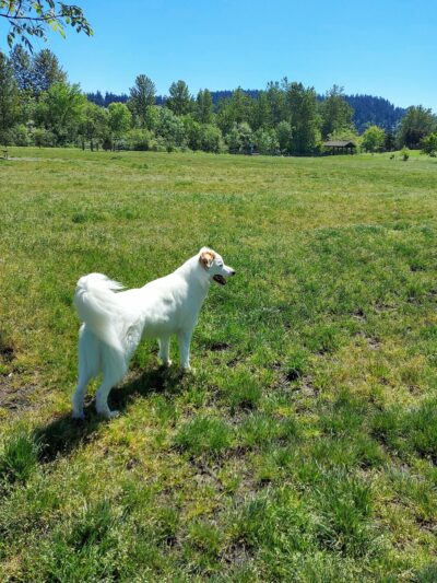Amazon Small Dog Park - Eugene, OR