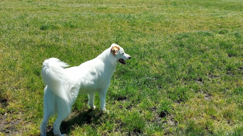 Amazon Small Dog Park - Eugene, OR