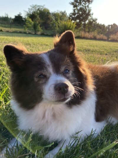 Amazon Small Dog Park - Eugene, OR