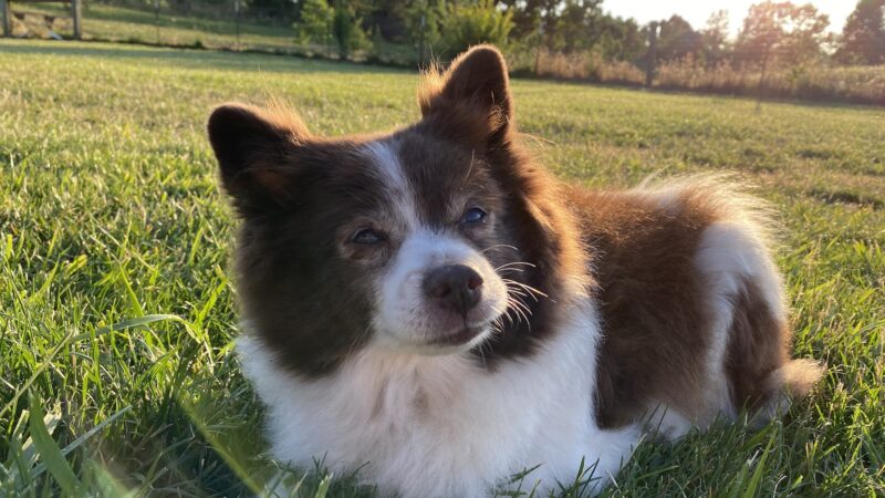Amazon Small Dog Park - Eugene, OR