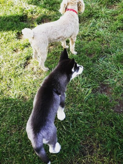 Amazon Small Dog Park - Eugene, OR